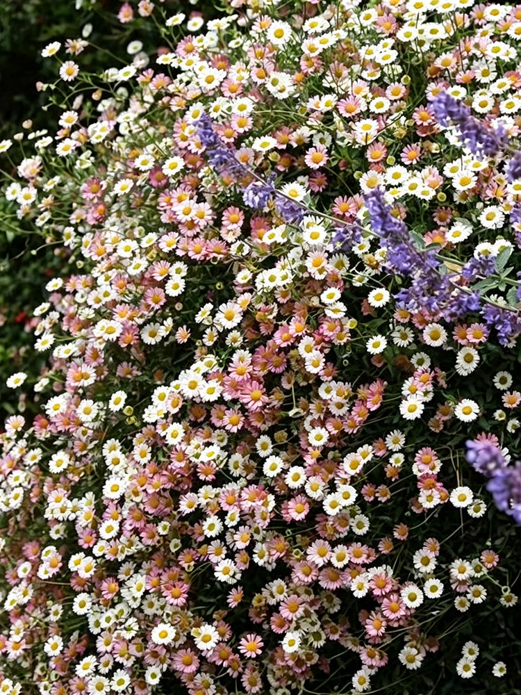 Mexican Fleabane