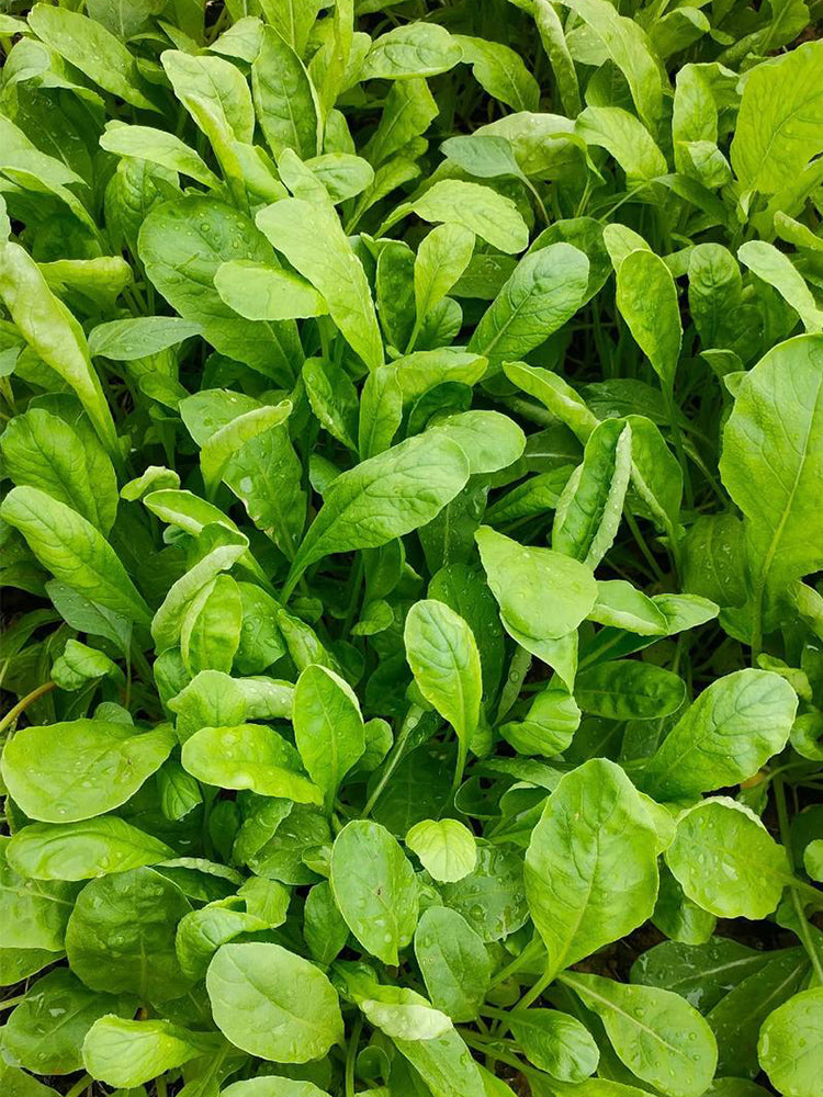 'Jiemei' Fast-Growing Radish Sprouts