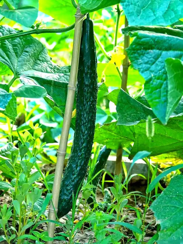 Fuyang Spiny Cucumbers