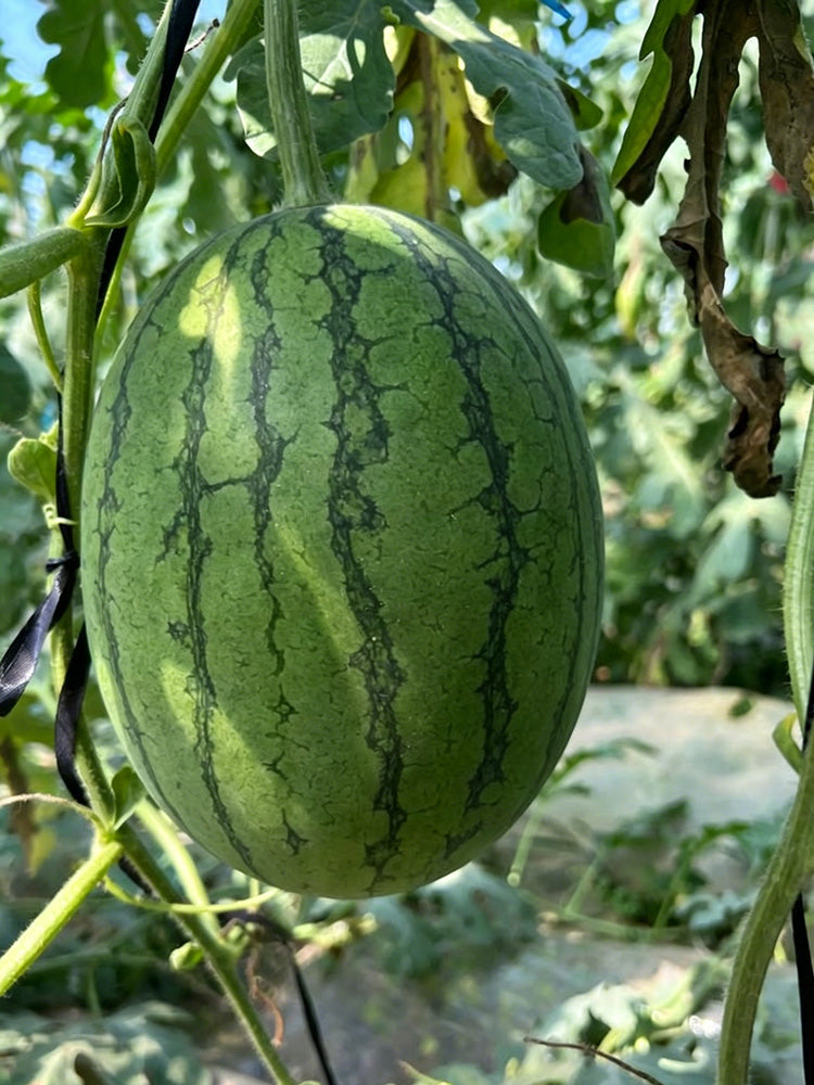 Double-Color Rainbow Watermelon