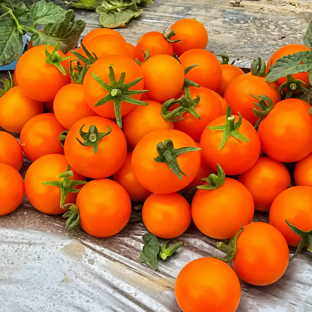 572 Eden Micro No. 3 Tomato