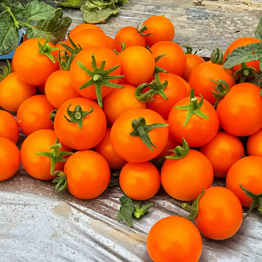 572 Eden Micro No. 3 Tomato