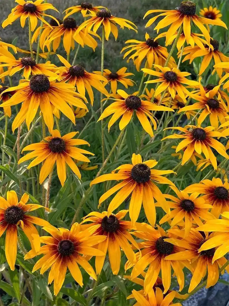 Hezhichun Tall Black-eyed Susan
