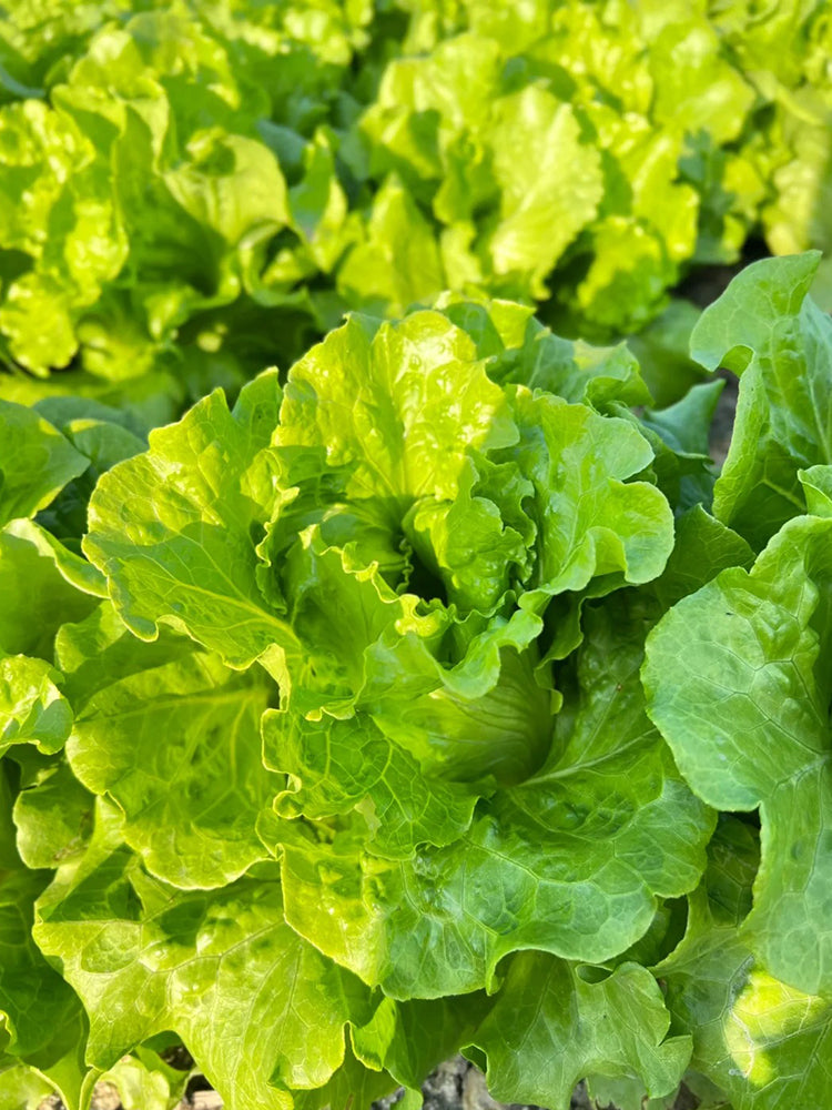 Italian Slow-Bolt Lettuce