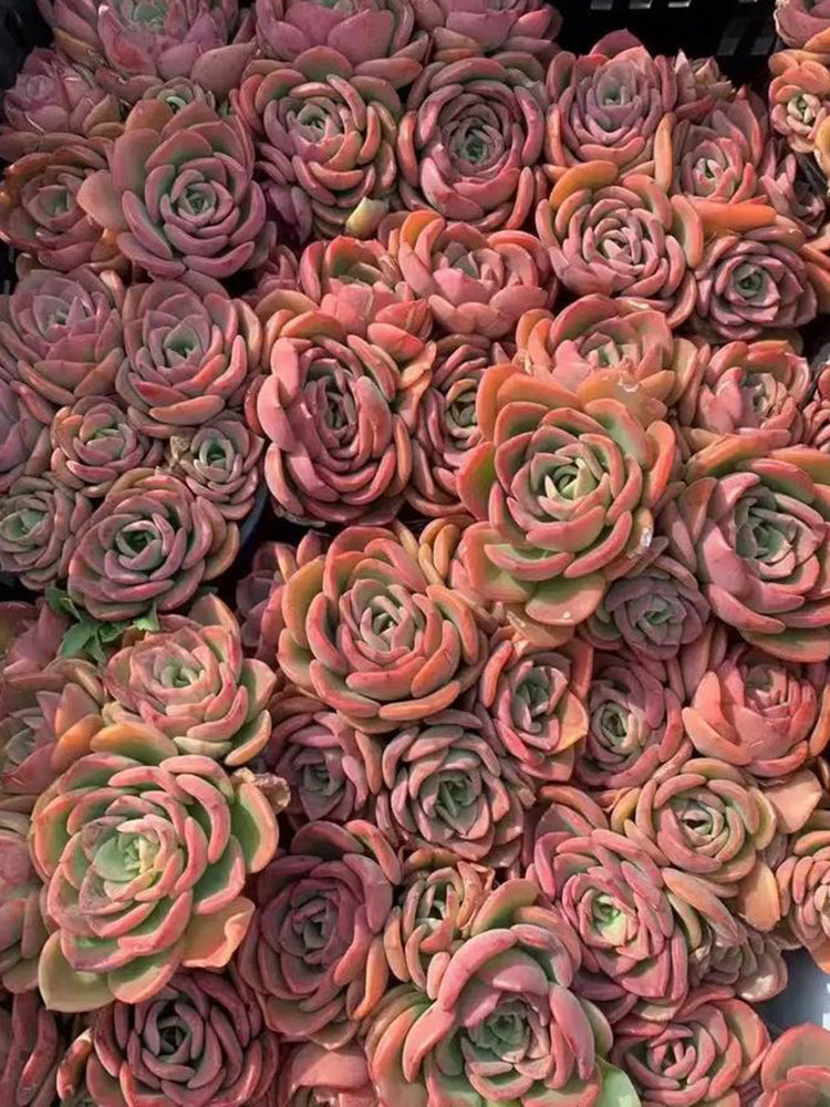 Echeveria 'Noble'