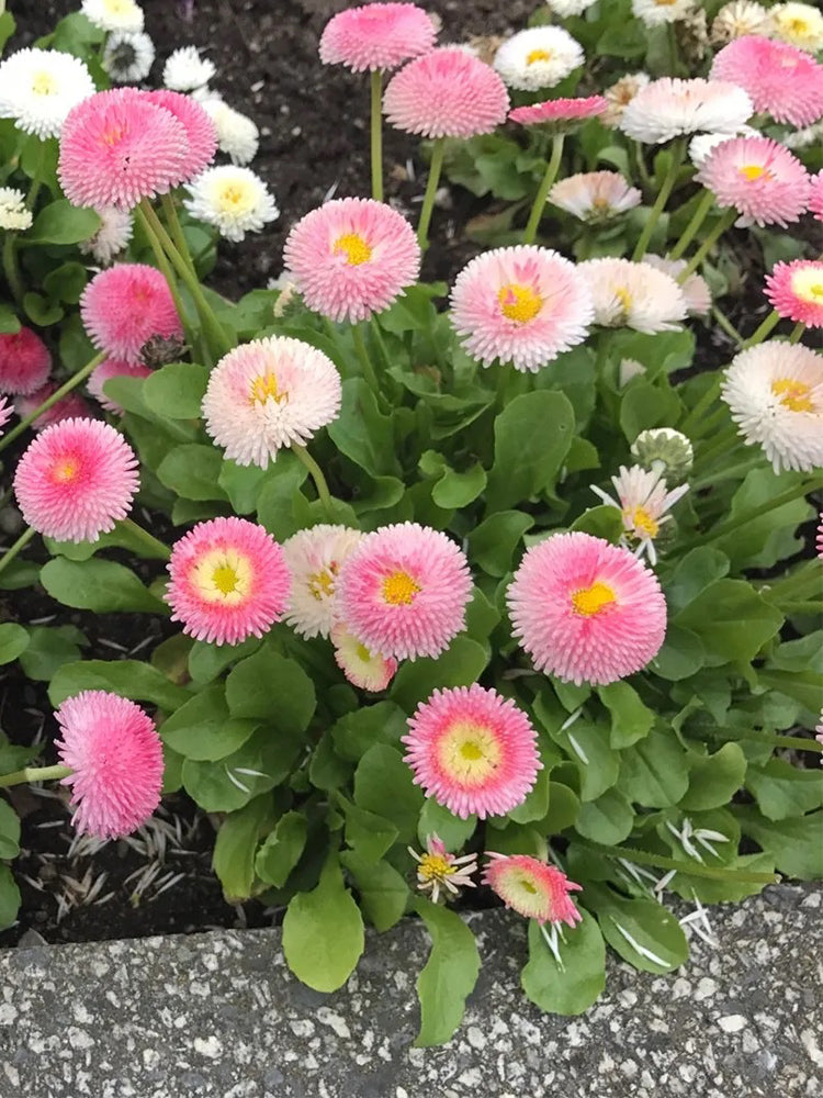 Bellis perennis 'Pomponette'