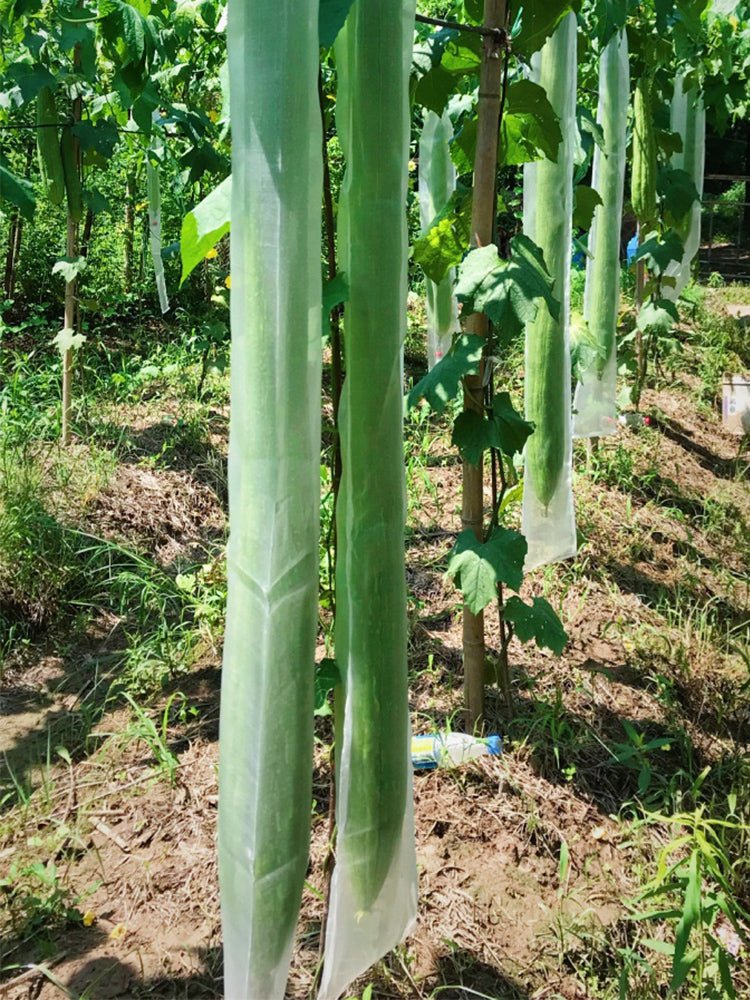 Giant No.1 Extra-long Luffa