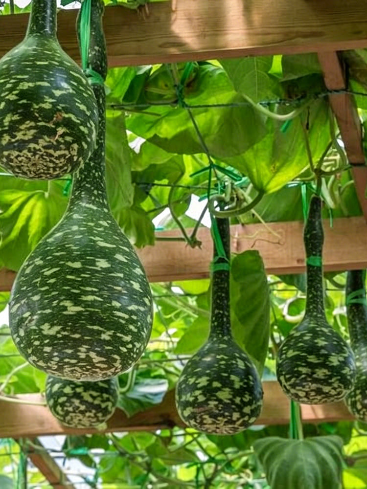 Swan Gourd