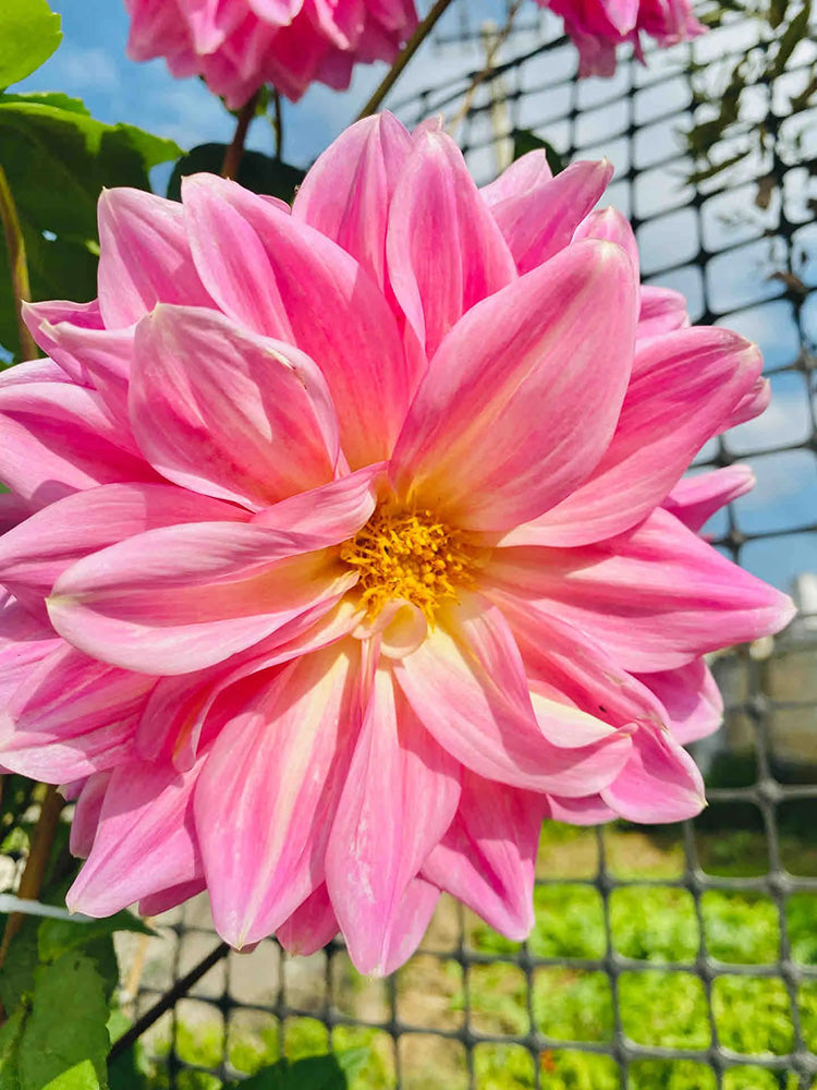 Dwarf Dahlia