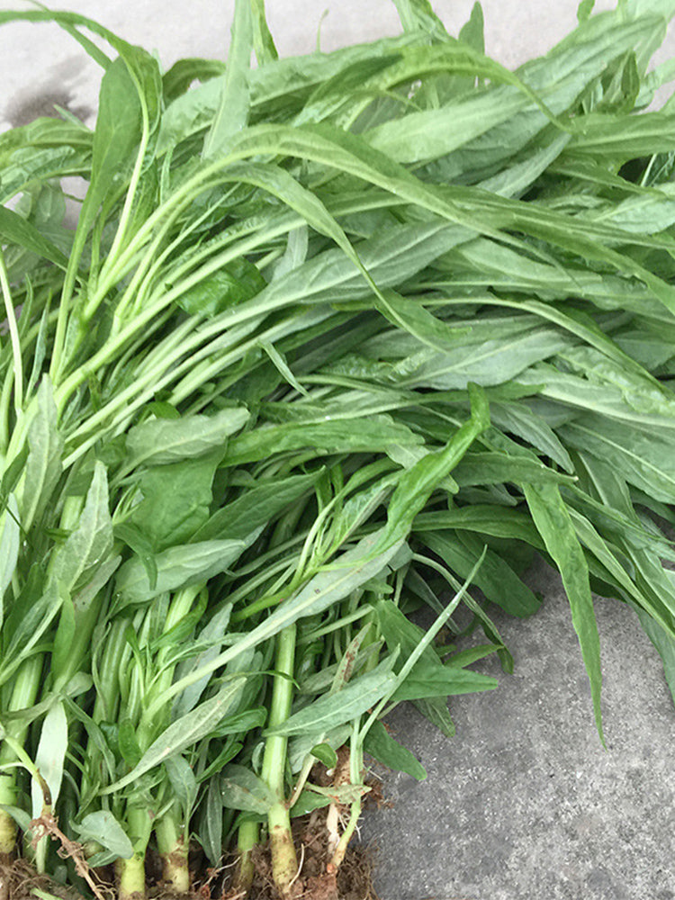 Willow-Leaf Amaranth