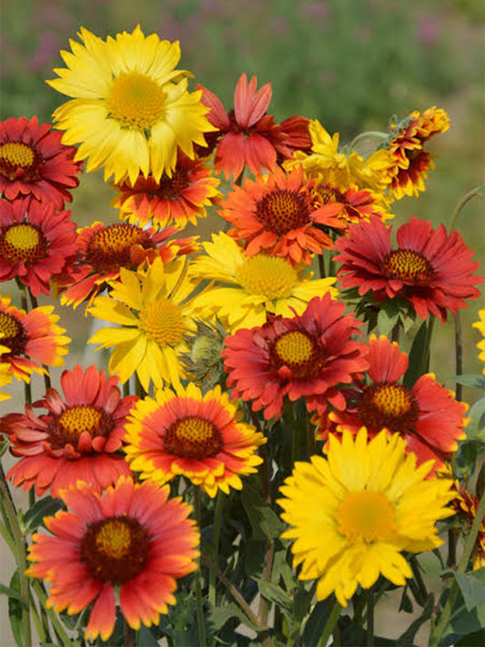 Perennial Gaillardia