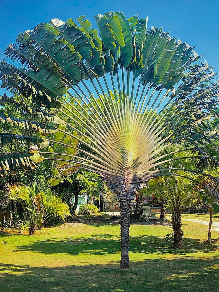 Traveller's Palm Seeds