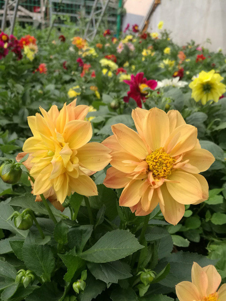 Dwarf Dahlia