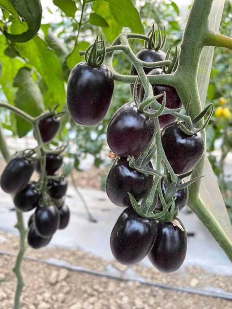 Black Jade Cherry Tomato