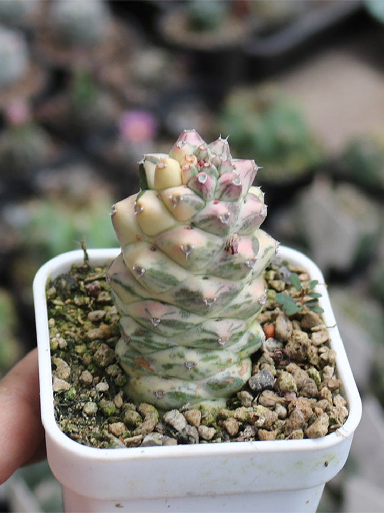 Monadenium ritchiei var. nyambense 'Variegata'