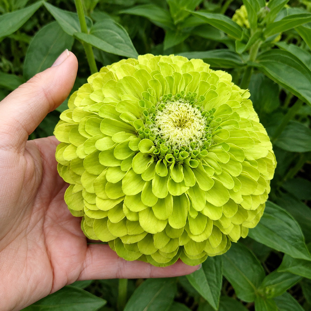 W1349 Envy Zinnia