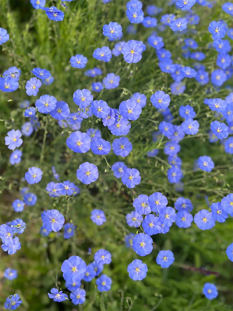 Blue Flax