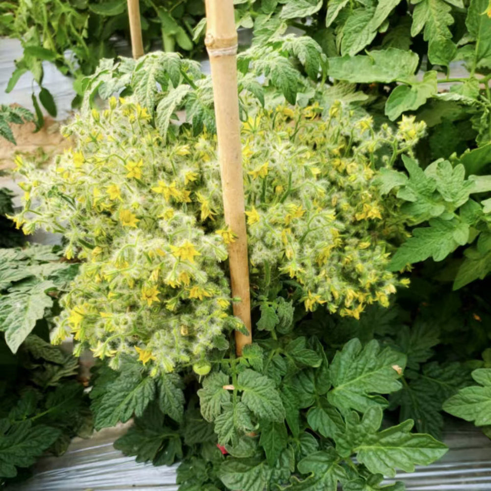 800 Explosion Head Mini Dark Stripe Tomato