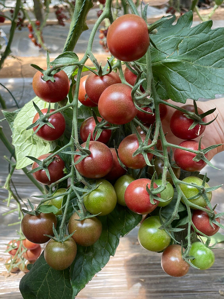 Dream Purple Cherry Tomato