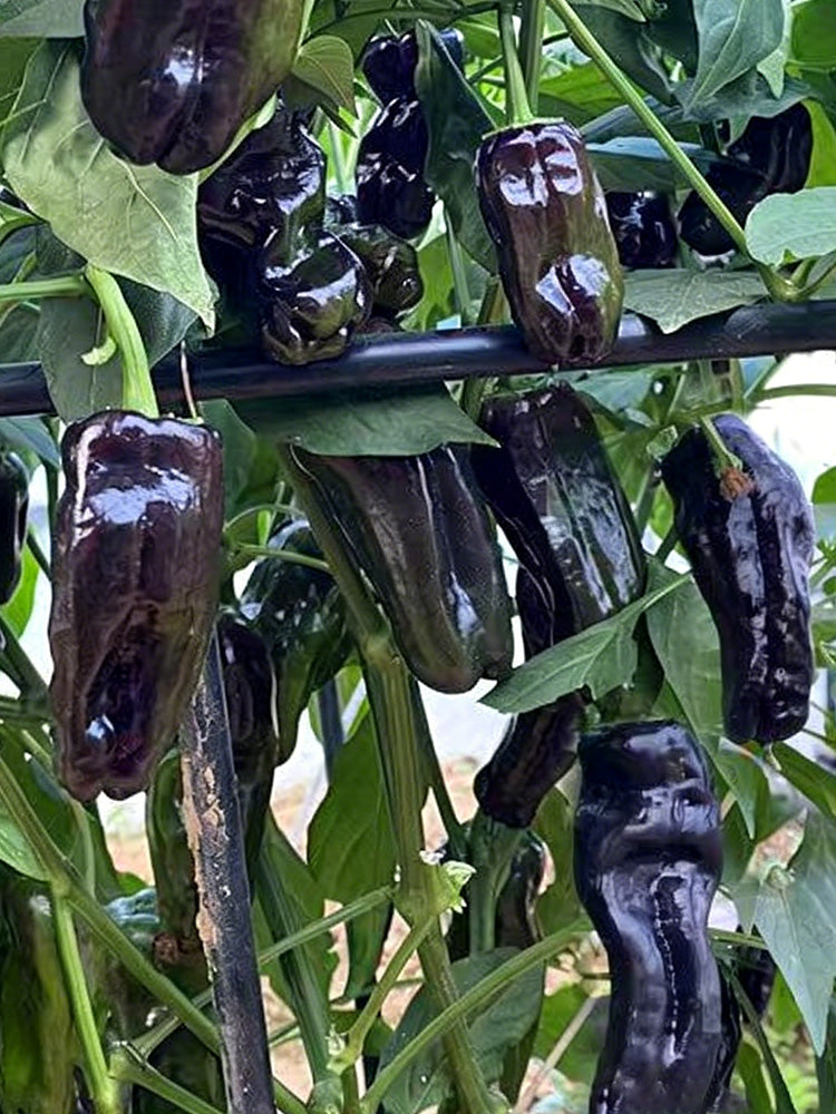 Perilla Pepper
