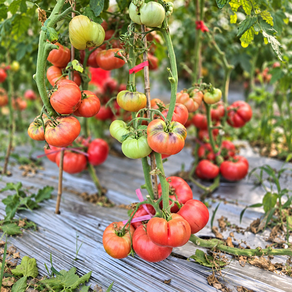 197 Mlle Foriers Tomato