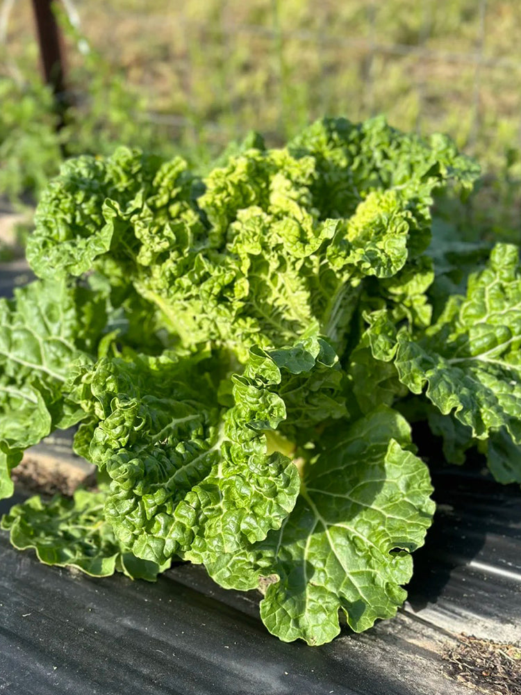 Early Royal Beijing Cabbage