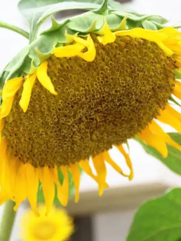 Super Giant Edible Sunflower