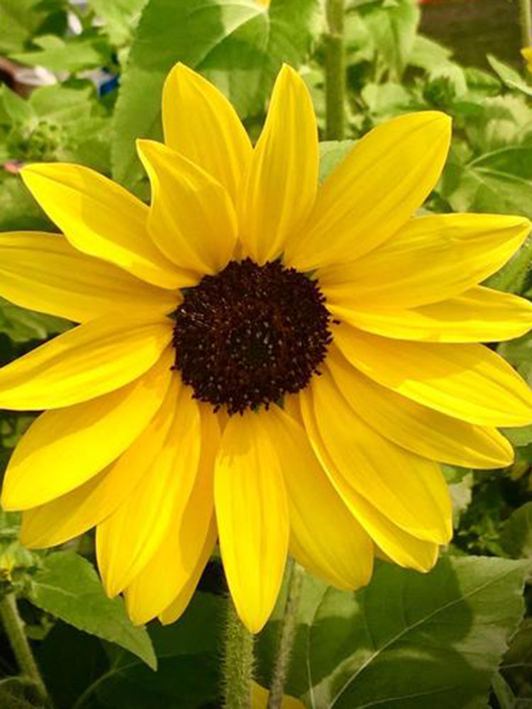 Yellow Rose Sunflower