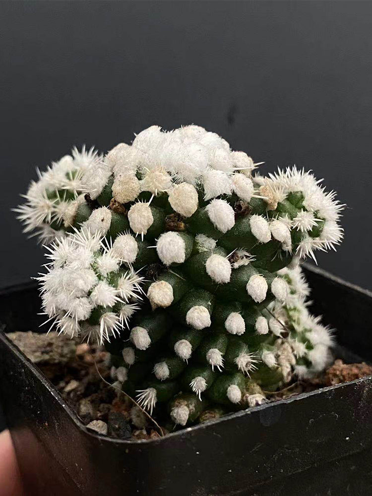Mammillaria gracilis 'Arizona Snowcap'