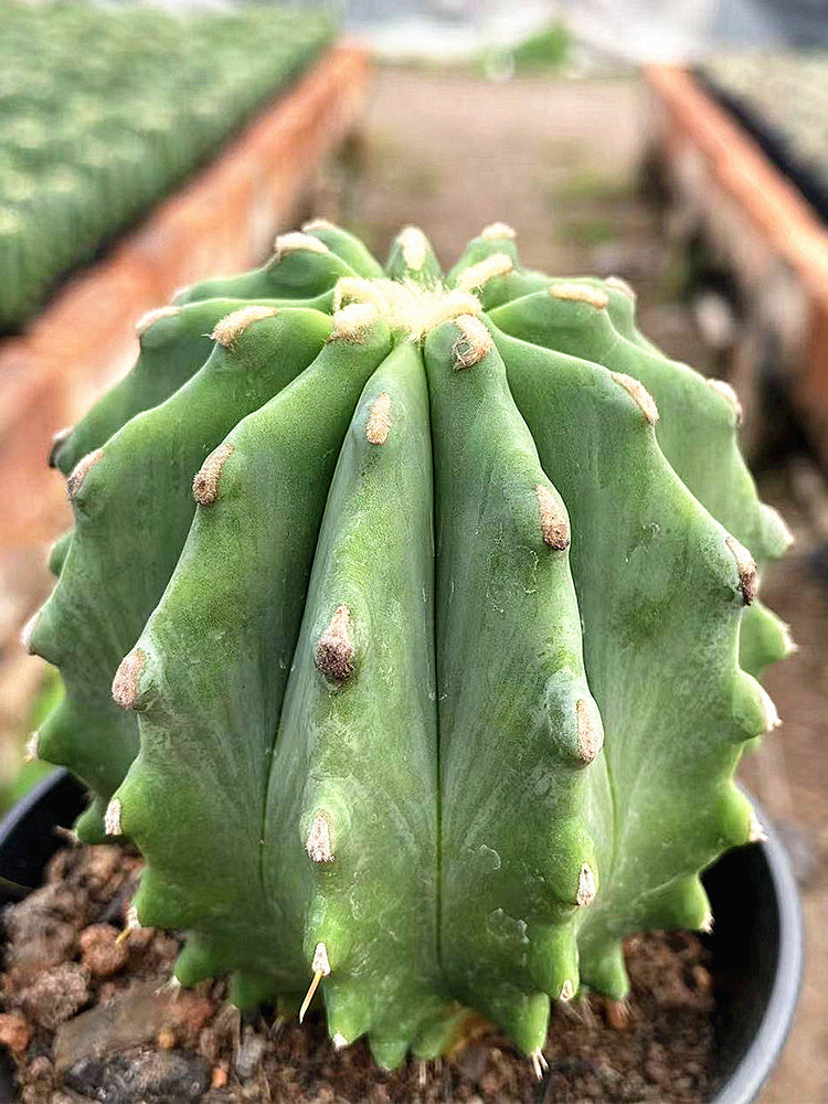 Ferocactus glaucescens f. nuda