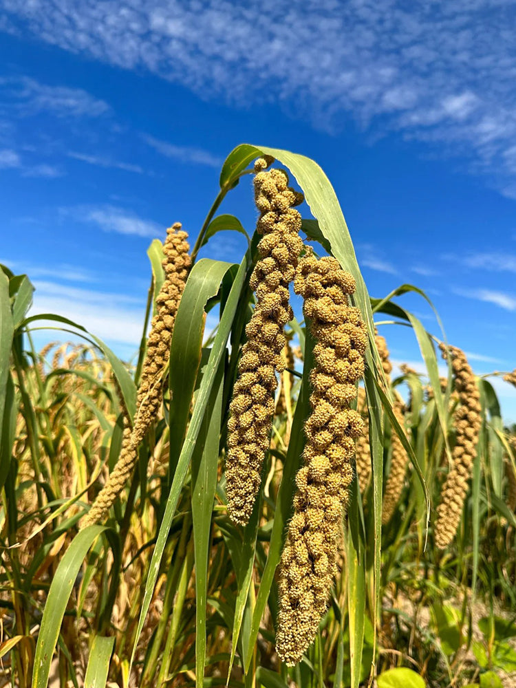 Jugu 36 Foxtail Millet