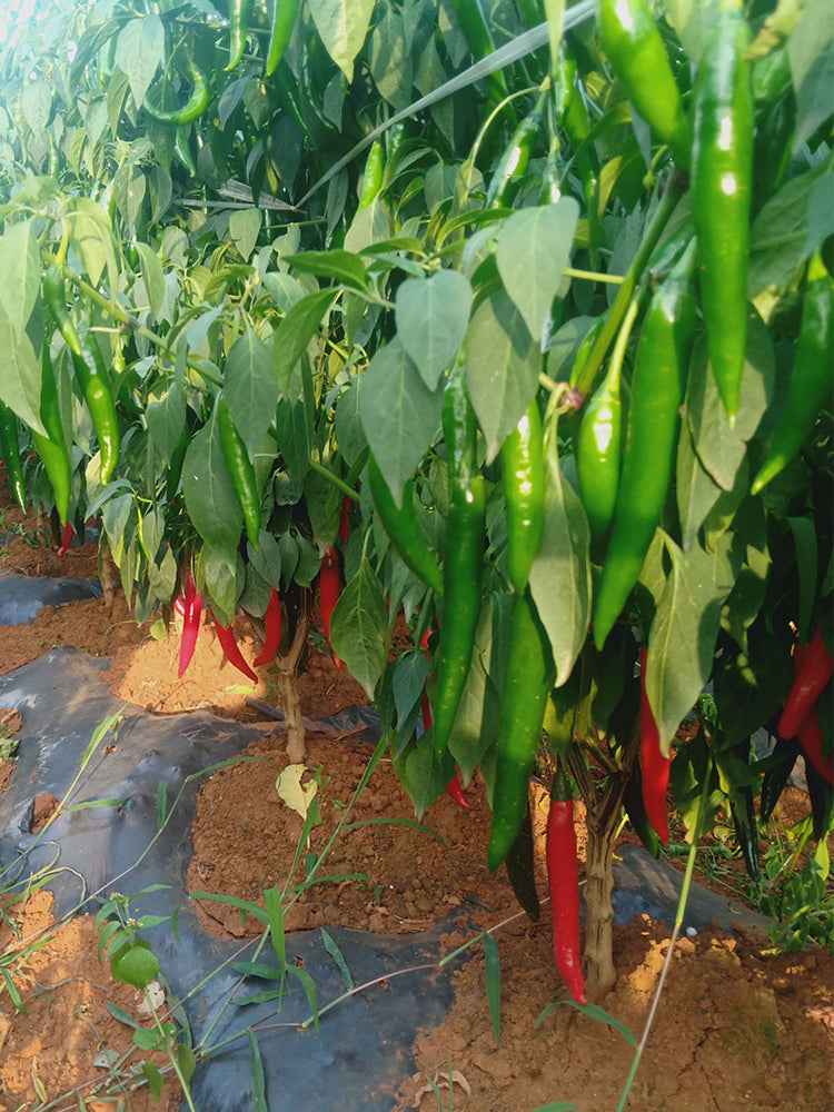 Meiren Chili Peppers