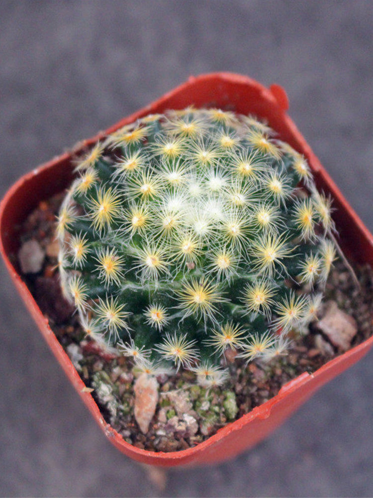 Mammillaria schiedeana