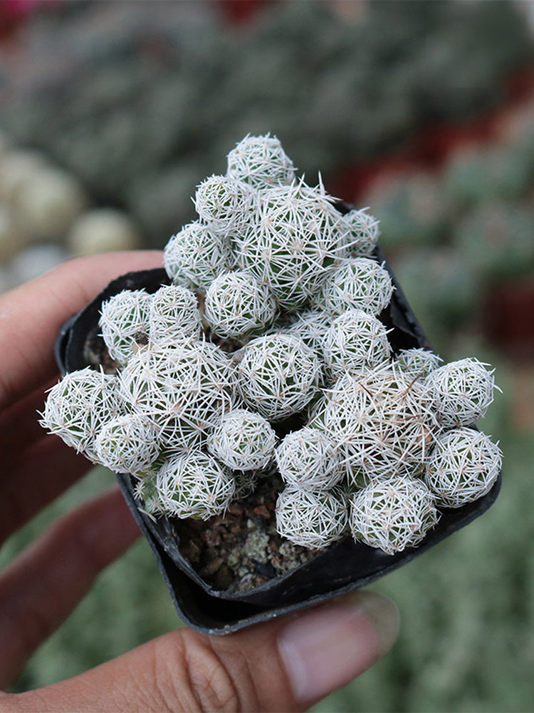 Mammillaria gracilis fragilis 'Thimble Cactus'