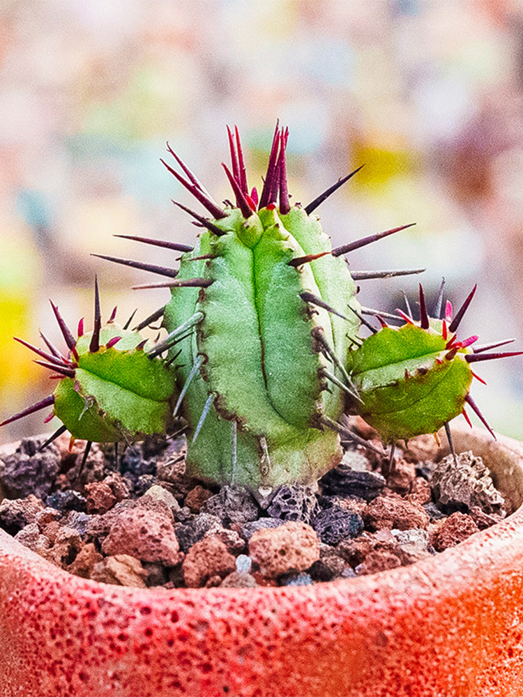 Pincushion Euphorbia