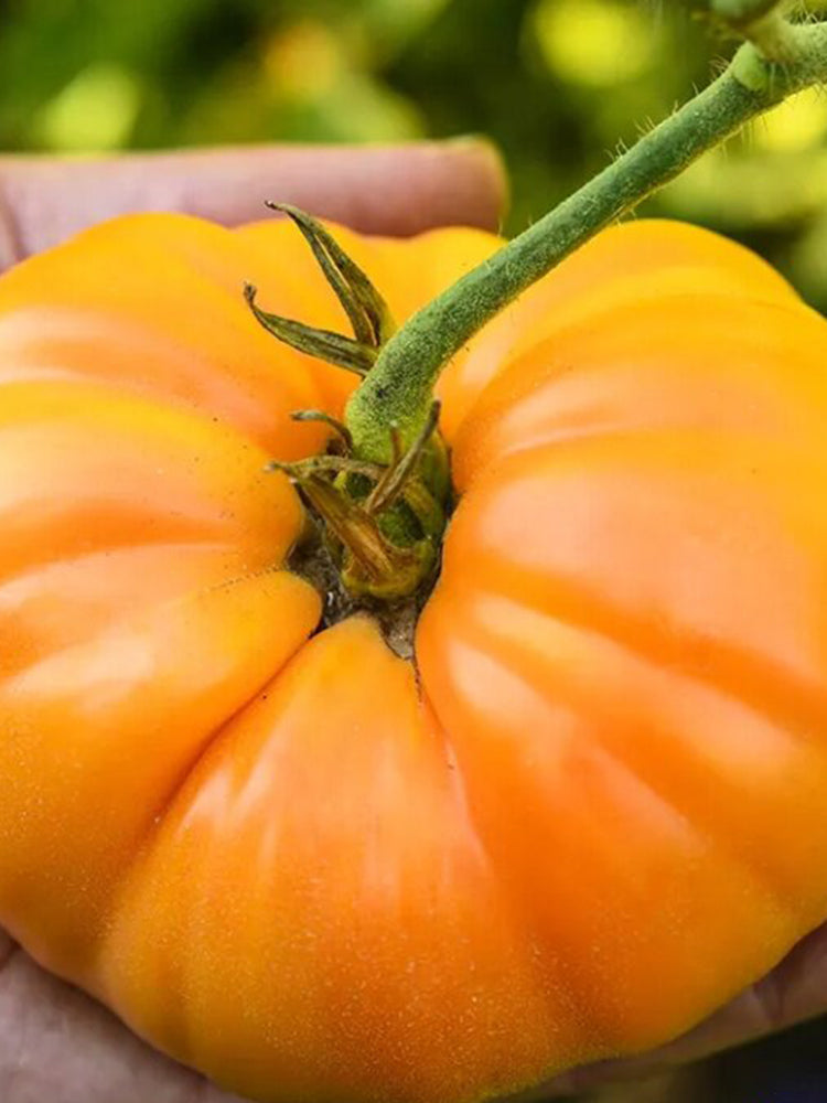 Golden Mango Tomato