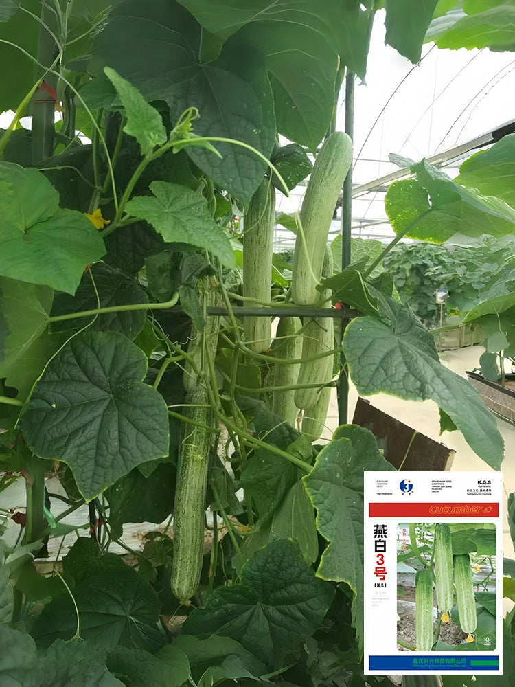 Yanbai No.3 Cucumber