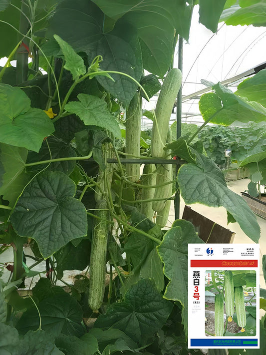 Yanbai No.3 Cucumber