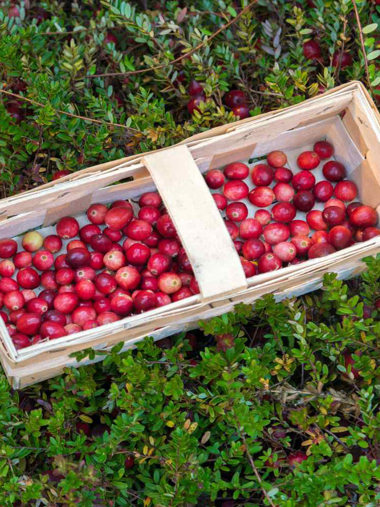American Cranberry