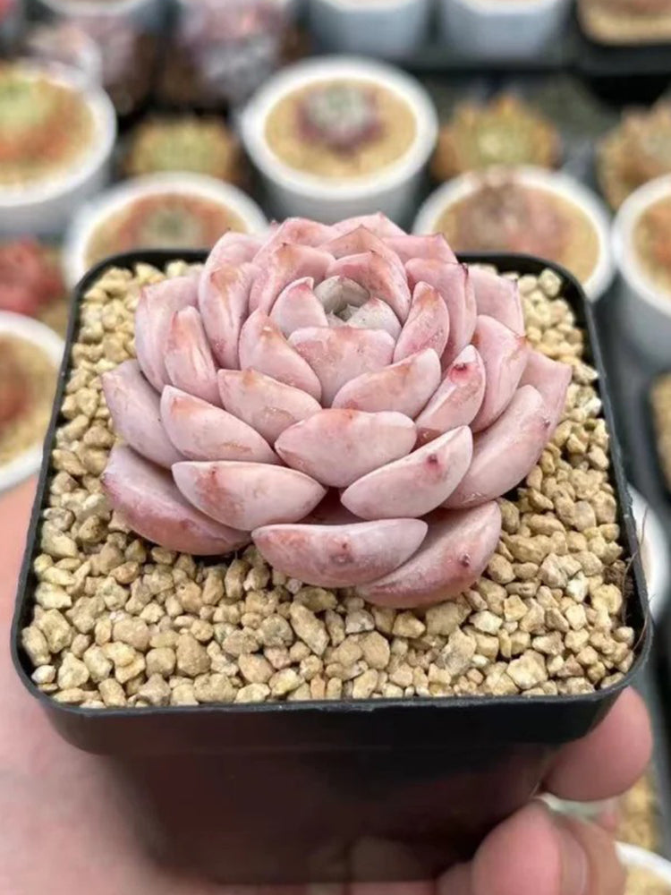 Echeveria 'Grace'