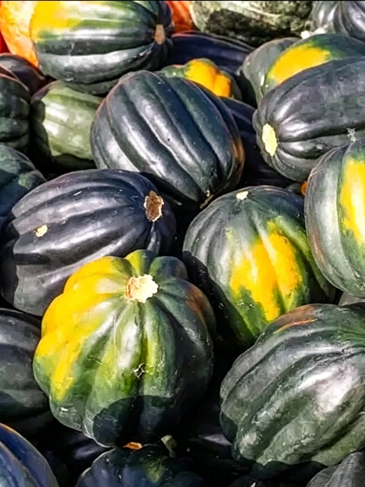Acorn Squash