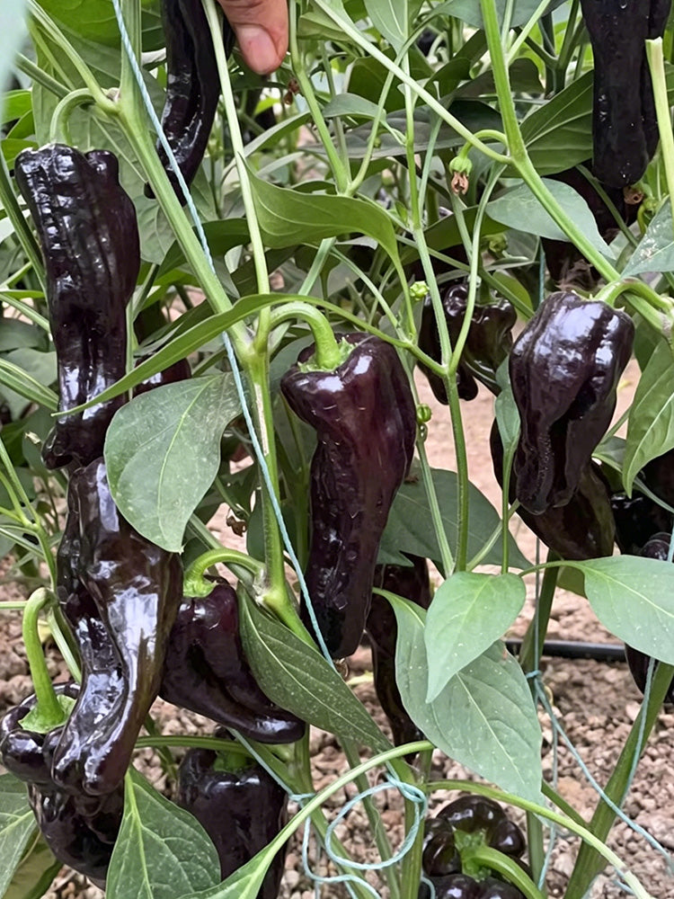 Perilla Pepper