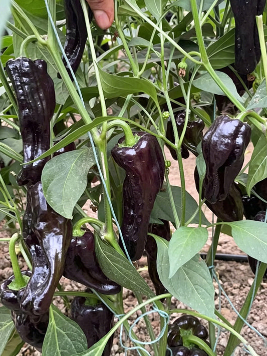 Perilla Pepper