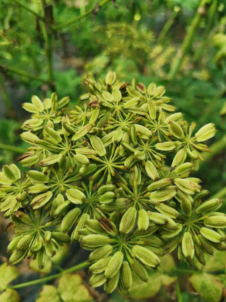 Japanese Ashitaba