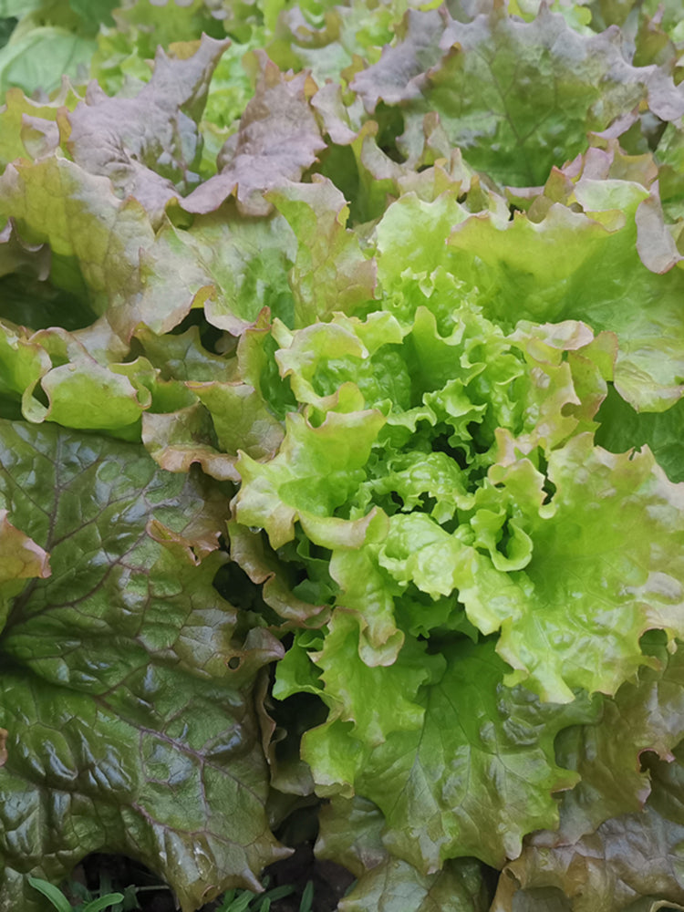 Purple Red Lettuce
