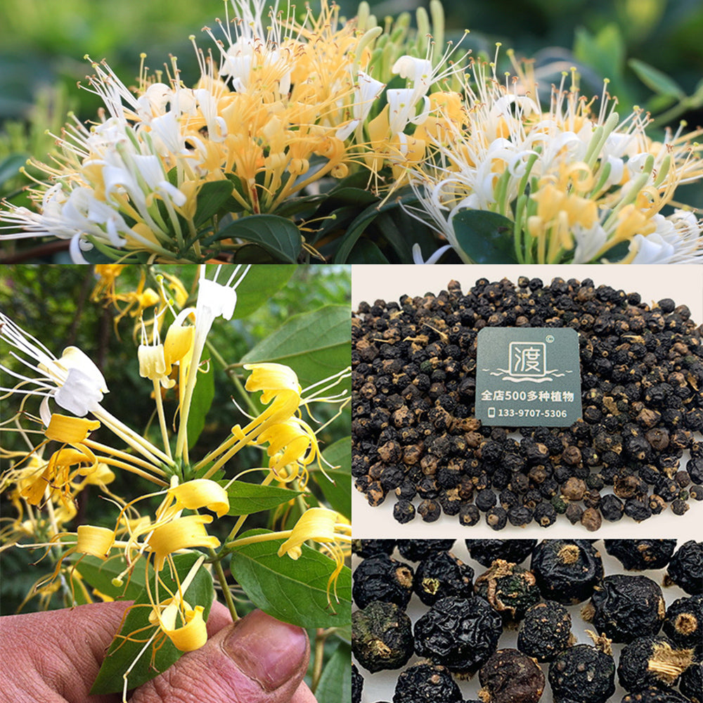 honeysuckle seeds for planting Bellfarm® Chinese Honeysuckle Seeds – MUCIAKIE