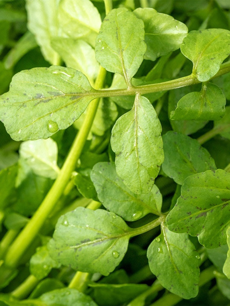 Watercress