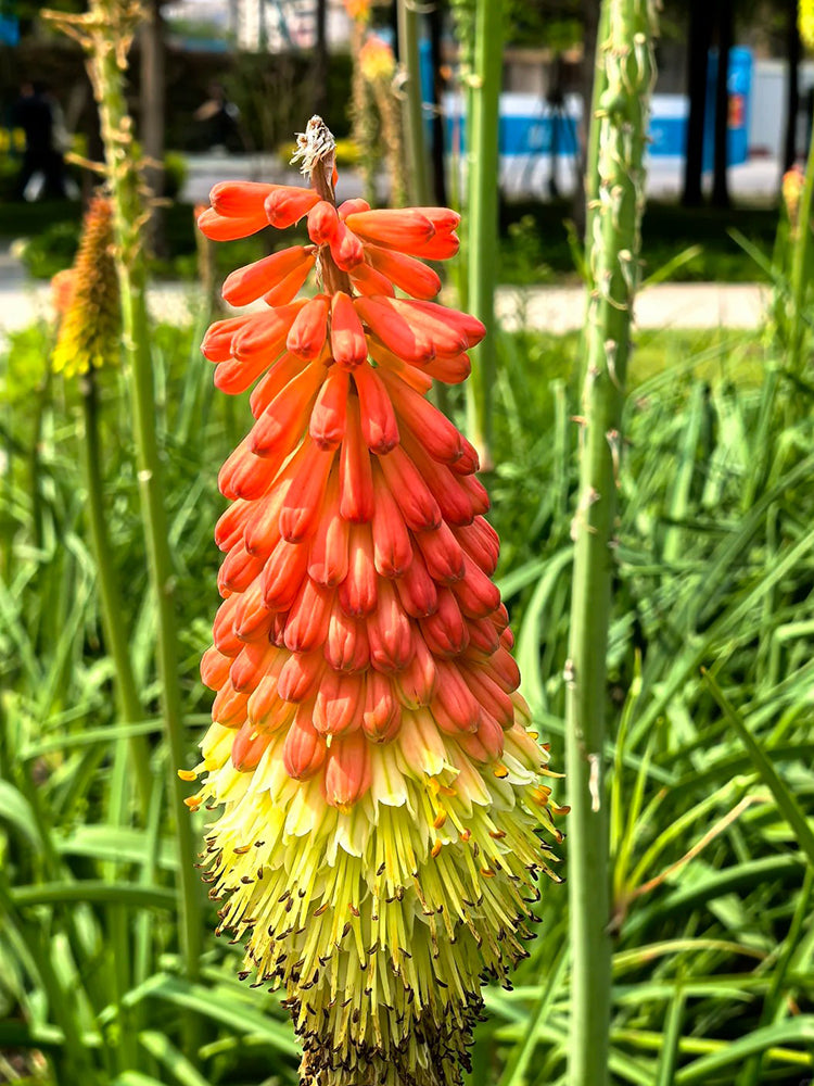 Torch Lily