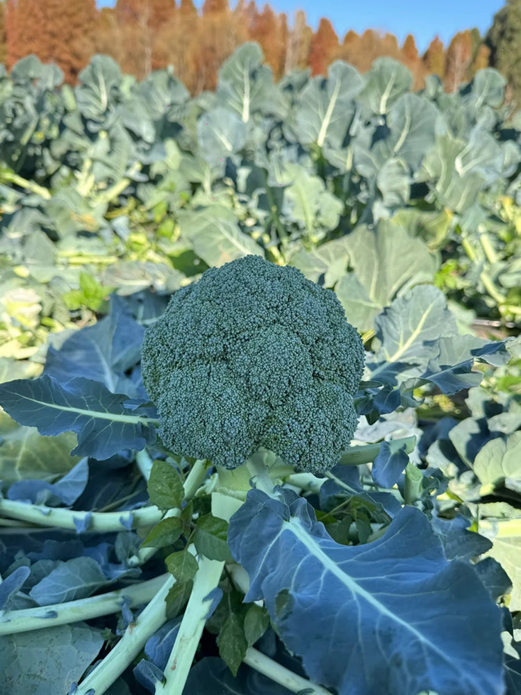 GreenVigour 80 Broccoli