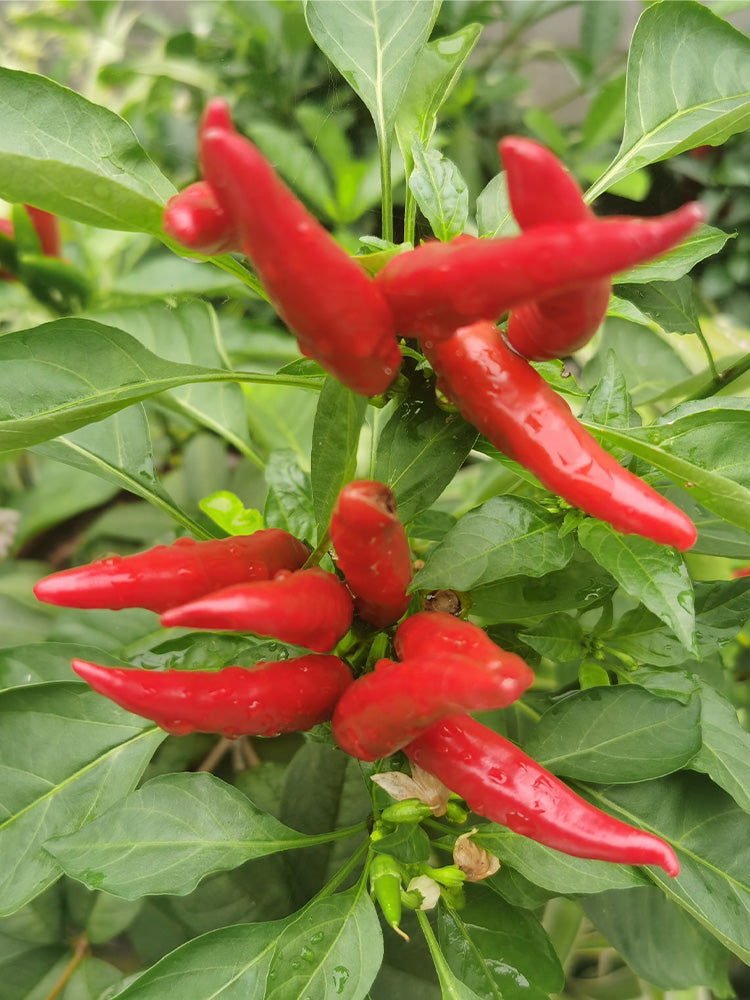 Blazing Upright Cluster Pepper